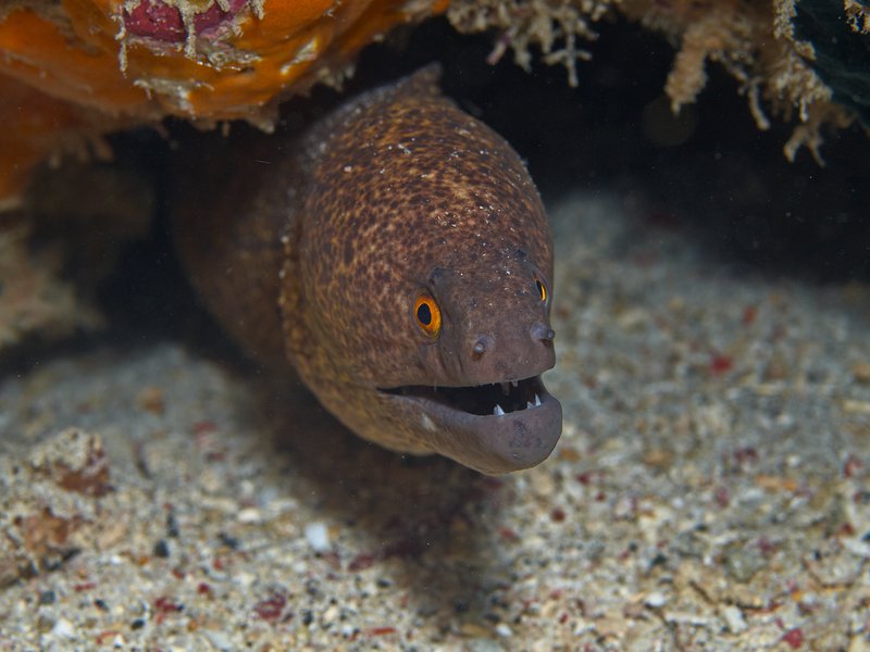 Moray eel, Home Reef